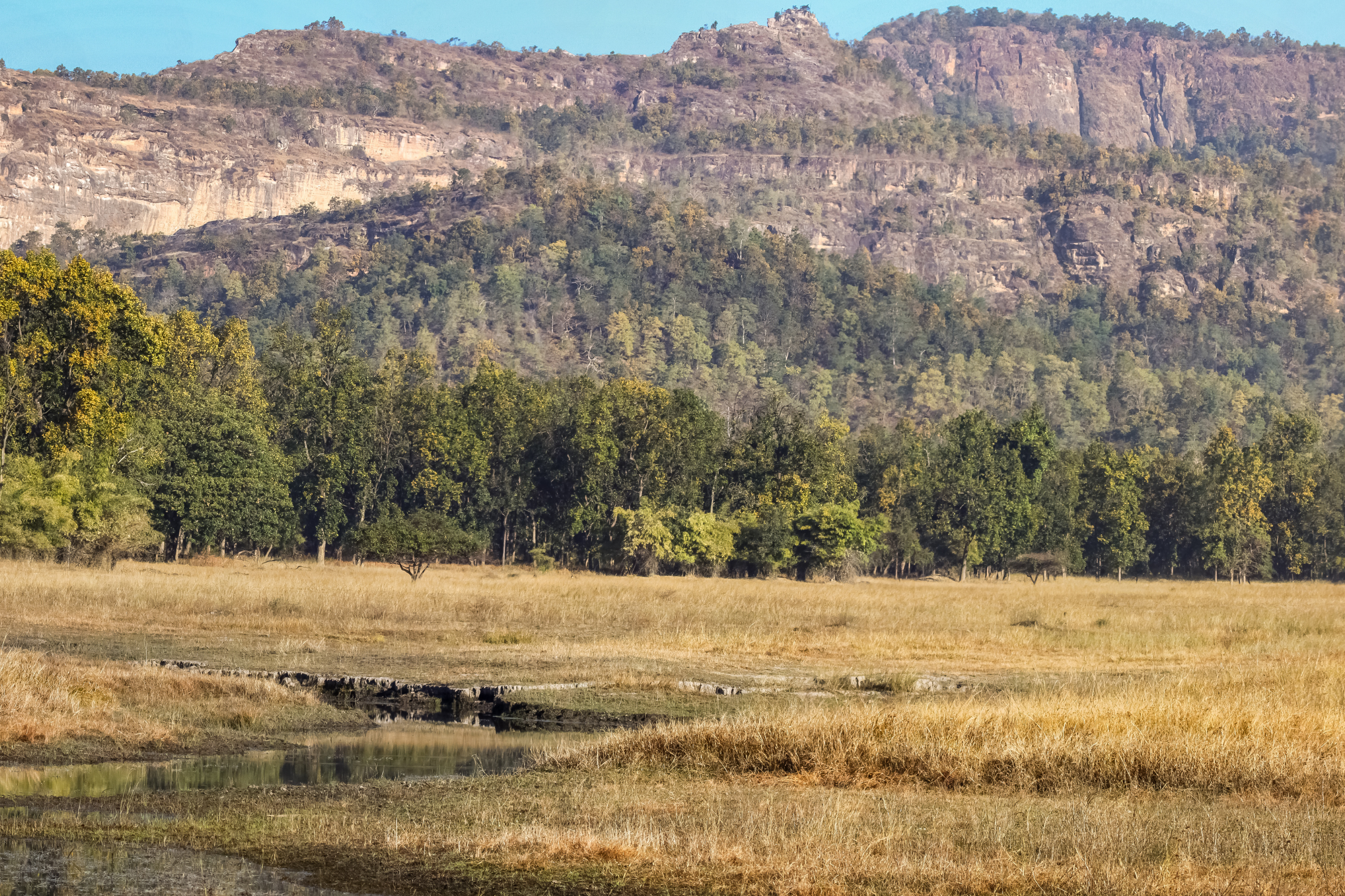 bandhavgarh national park (4).webp